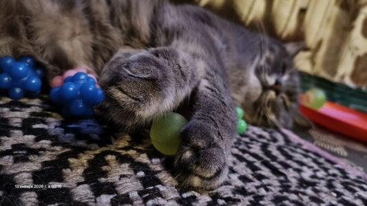 my cat 🥰🐈 de swett_girll  3 Imagens