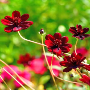 MOEMOE-Q Public صورة واحدة|MOEMOE-Q Public صورتان|MOEMOE-Q Public  5 صور|MOEMOE-Q Public  5 صورة