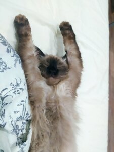 CandoCmaGic My kitty - Chupik:3 Pic 3