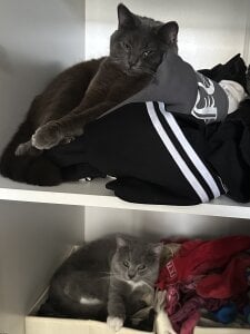 DevilDiamond Sirius, Diesel & Mia❤️ Pic 3