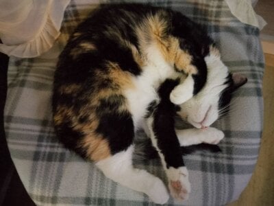 my love Pusya de crystal_lilith  Imagens