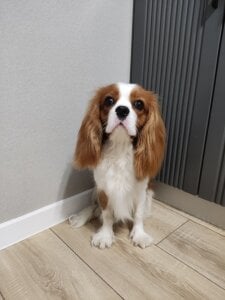 CyberMia My important part of life Pic