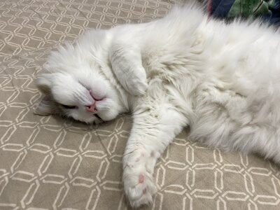 CindyMill My kitty 사진 5