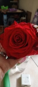 reinacaliente1320Public Bild 8