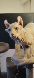 Mis gatos de barbaszztop  4 Imagens