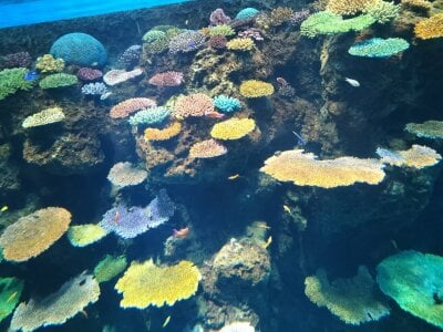 Public de Angels1-2-3-4-5 Foto 5