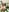Radiants_two Ari's nude pussy photoset Pic 3