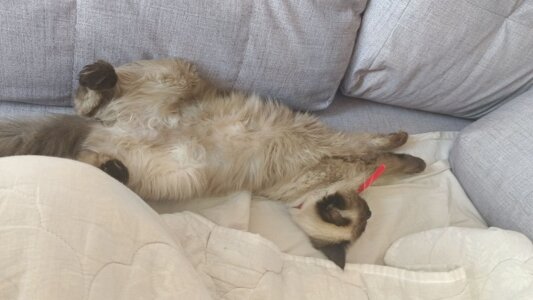 CandoCmaGic My kitty - Chupik:3 Pic 9