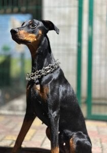 renata_sweety My happiness 🐾 Pic 4