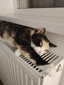 my love Pusya de crystal_lilith  4 Imagens