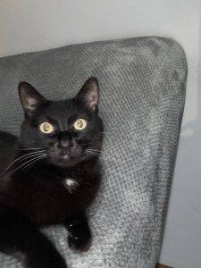 my favorites de ChillGato  3 Imagens