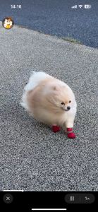 SPOTSCAMEL 個人的癒し写真・画像 Bilde 3