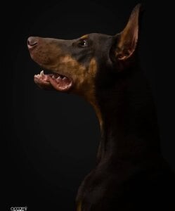 mailin_777 Me and my boy🐶 Pic