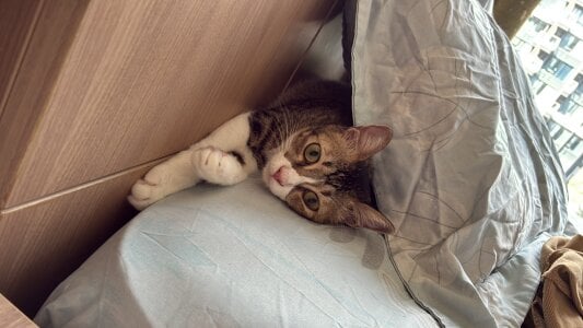 HKBOY0001のCatの 4枚の写真