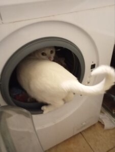 MY CAT FROSKA de Sylvia_Reed  Imagens