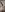 DianiQueenn Desnuda Pic 9
