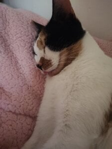 DakotaCandy my sweet babies Pic 4