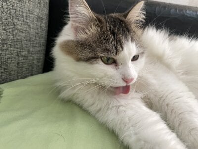 CindyMill My kitty Poză 9