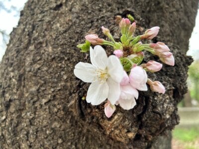 Ramu_namu Public รูป  5