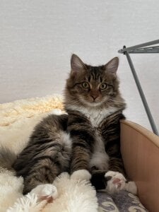 SandraLindsey My sweet cats 🐈 Pic 2