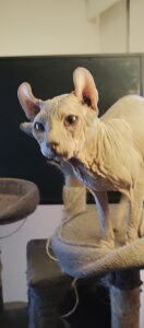 Public de barbaszztop  5 Imagens