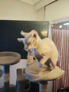 Mis gatos de barbaszztop  7 Imagens