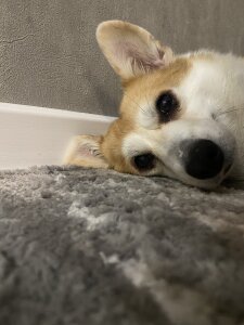 Nicole_Space My dog 🐶 Εικόνα 7