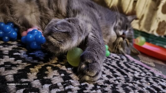 my cat 🥰🐈 de swett_girll  2 Imagens