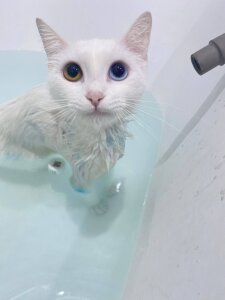 NovaEva_ My cutties cat Asya :3 Foto 3