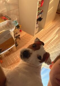 _ni_kiss with dogs зображення 2