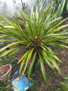 lia-coy Public Foto 2