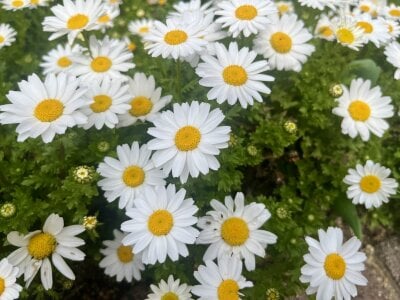 MOEMOE-Q Public slika 2