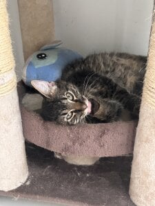 Selen_Extasis My babies and owners of my money🐱🐈‍⬛❤️ Pic 8