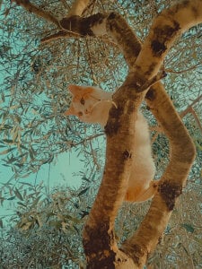 HoneyHaven_の🐾🌙🍃の 6枚の写真