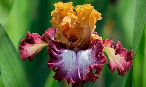 Anika_noni my favorite flowers Pic