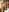 Iggi-Liona-Delicious Liona XXX-Foto 6