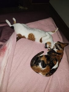 DakotaCandy my sweet babies Pic 8