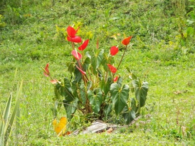 AshleyandCleo Nature Pic 4