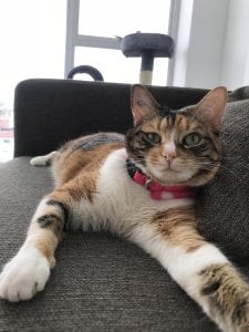 catsara My pets, I love animals I want to share them with u Pic 5