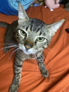 Molly_Radley kullanıcısının The king Tigger 😍🥰 albümü -  6 fotoğraf