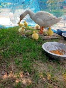 Bengal_Tiger420 Beautiful world Pic 4