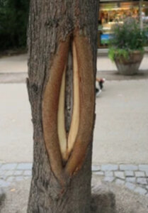 lianablossom Public Billede