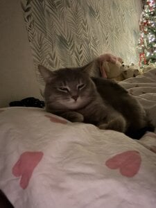 My kitty’s ❤️ od SashaMeow  7 snímek