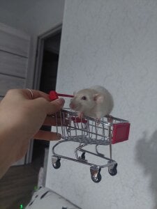 MelissaMays 🐁 Pic