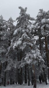 SelenaBlumX Lady Snow Foto 6