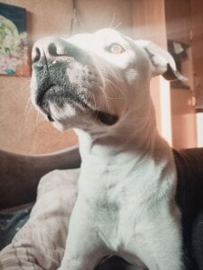 My pets de Tara_Ryan  4 fotos