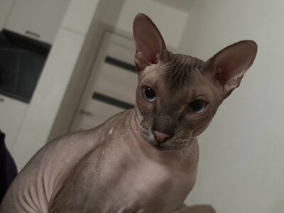 selina_coy my cats🐾😇💗 Pic 2