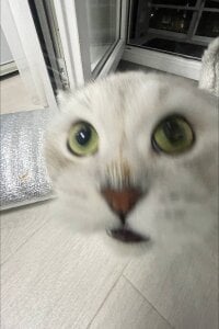 LisaSmiths Kittie Morniiingg Pic 3