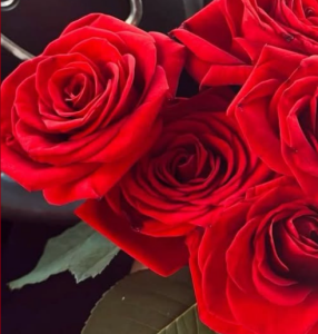 Audrey_Aura ROSES Hình