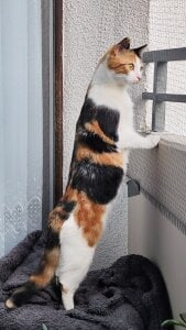 Sweet-bun-3 I'll rent out a spy😁😁😄👀👀👀🐱🐱🐈 Kuva 3